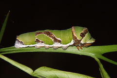 Papilio demodocus demodocus