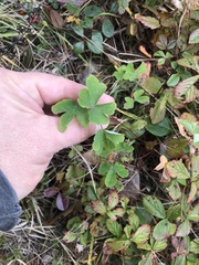 Aquilegia canadensis
