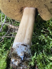 Boletus subcaerulescens