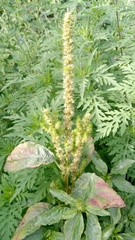 Amaranthus powellii