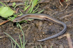 Panaspis wahlbergii
