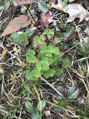 Aquilegia canadensis