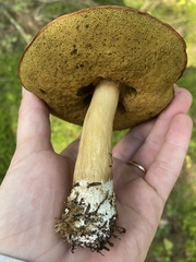 Boletus subcaerulescens
