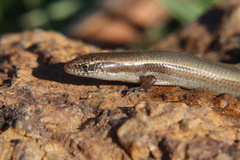 Panaspis wahlbergii