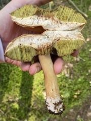 Boletus subcaerulescens