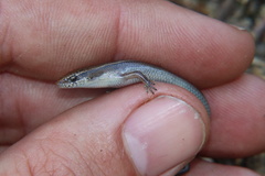 Panaspis wahlbergii