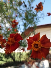 Tagetes