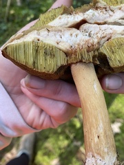 Boletus subcaerulescens