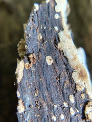Corticiales