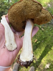 Boletus subcaerulescens