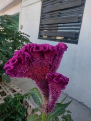 Celosia