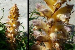 Orobanche pubescens