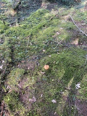 Boletus subcaerulescens