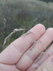 Poa angustifolia