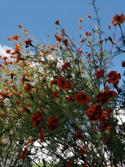 Tagetes