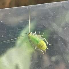 Pseudophyllodromiinae