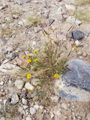 Bouteloua barbata