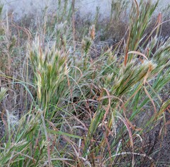 Andropogon glomeratus