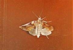 Plusiodonta compressipalpis