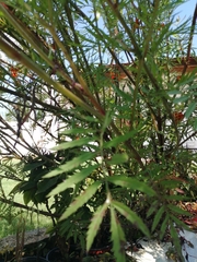 Tagetes