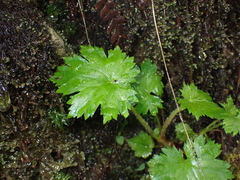 Boykinia occidentalis