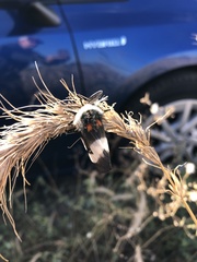 Hemileuca nevadensis