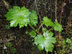 Boykinia occidentalis