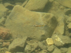 Poecilia reticulata