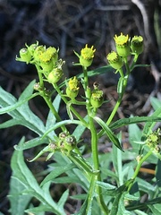 Senecio eremophilus