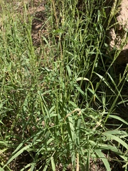 Bromus ciliatus
