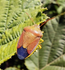 Piezodorus lituratus
