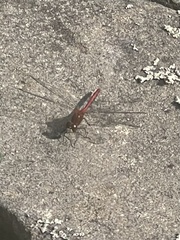 Sympetrum vicinum