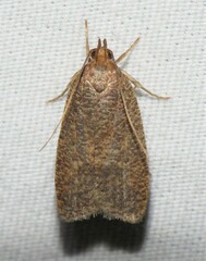 Psilocorsis reflexella