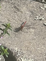 Sympetrum vicinum