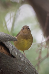 Oporornis agilis