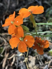 Erysimum