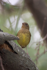 Oporornis agilis