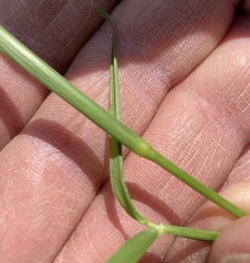 Bromus ciliatus