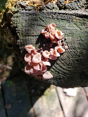 Ascocoryne sarcoides