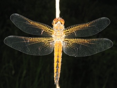 Libellula fulva