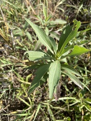 Eupatorium altissimum