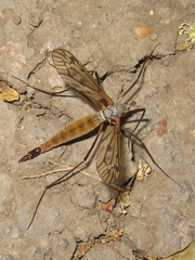 Tipula