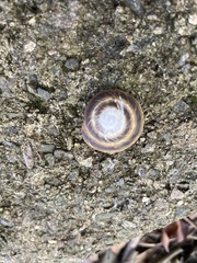Caracolus