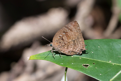 Arhopala centaurus