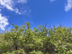 Quercus gambelii