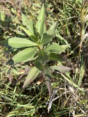 Eupatorium altissimum