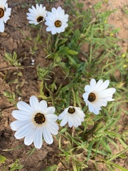 Dimorphotheca pluvialis