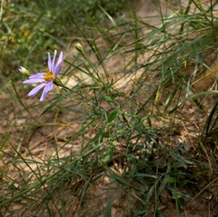 Galatella angustissima