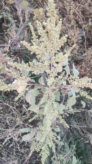 Cyclachaena xanthiifolia