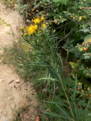 Galatella biflora